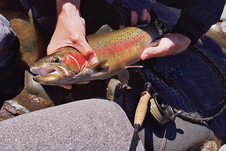 Rainbow Trout