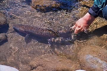 Tongariro River